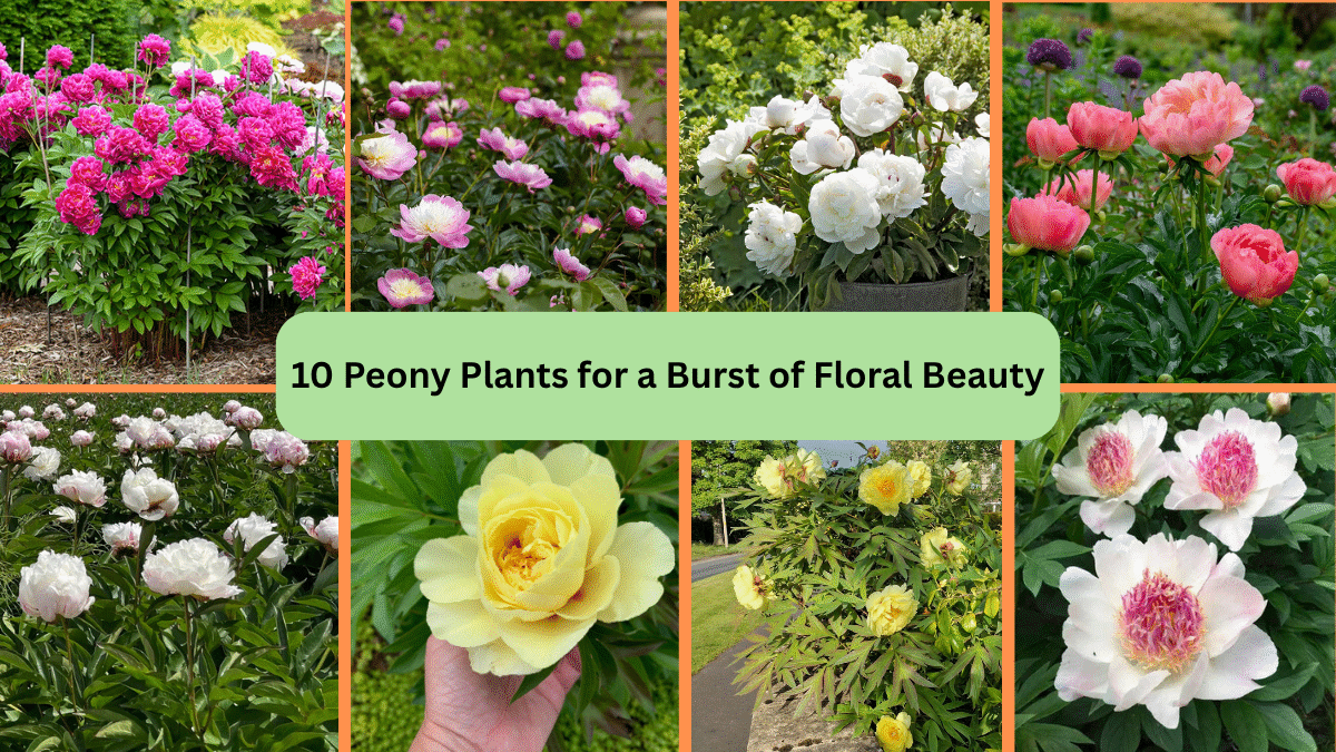 10 Peony Plants for a Burst of Floral Beauty