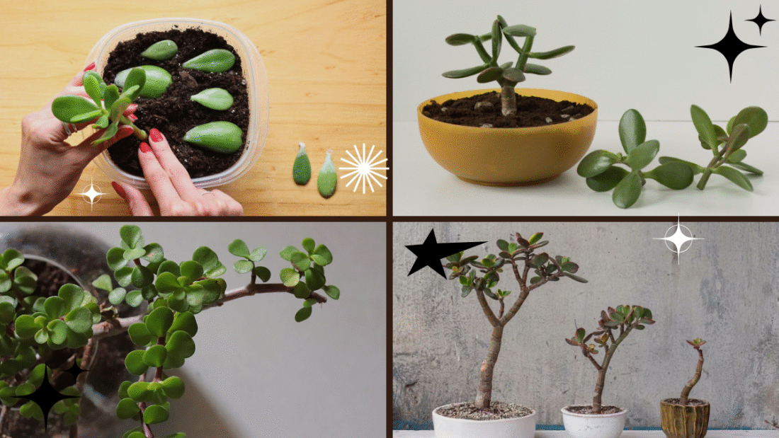 How to Propagate a Jade Plant – Multiply Your Luck and Beauty!