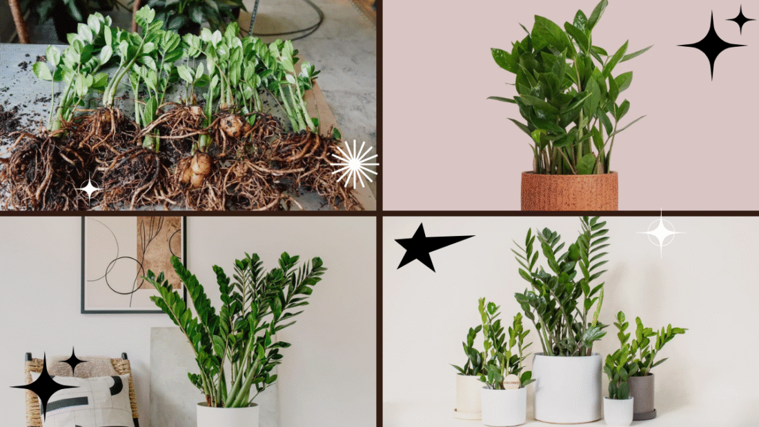How to Propagate a ZZ Plant – Create a Hardy and Stylish Display!