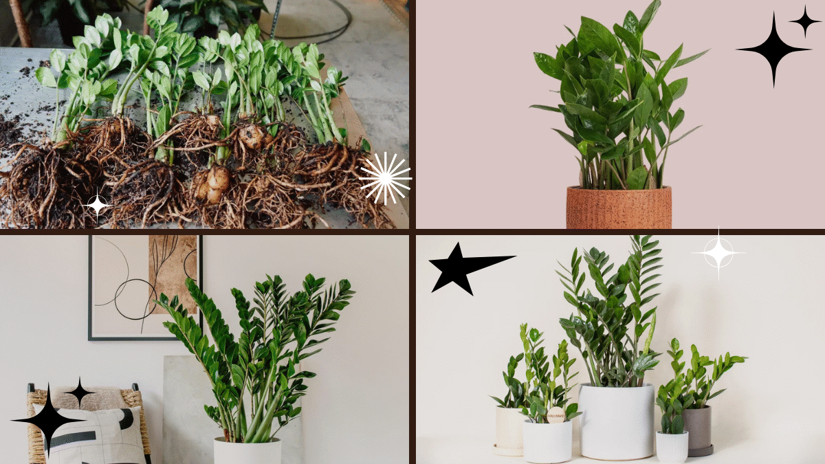 How to Propagate a ZZ Plant – Create a Hardy and Stylish Display!