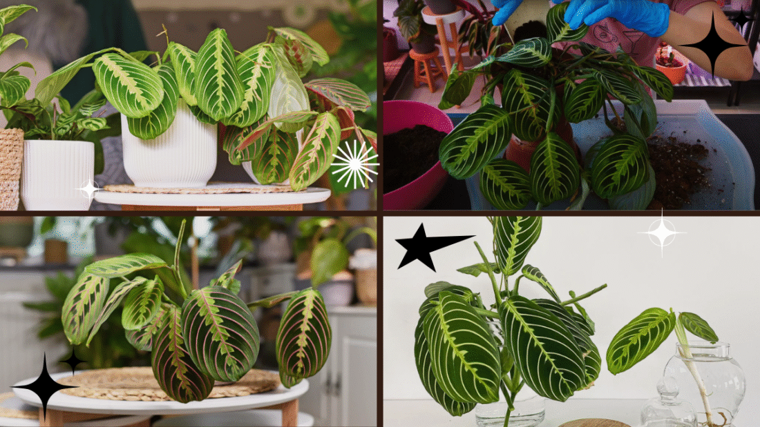 How to Propagate a Prayer Plant – Share the Joy of Greenery!