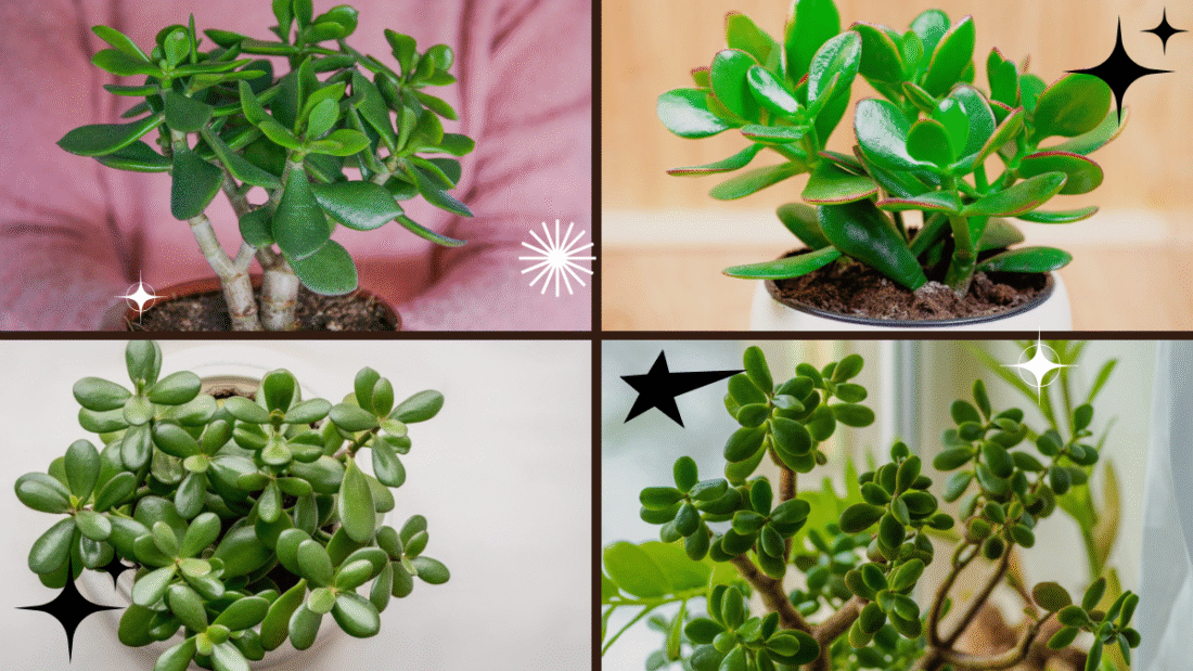 How to Prune a Jade Plant – Keep Your Plant Thriving!