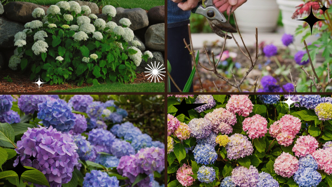 How to Prune Hydrangea Plants – Enhance Their Stunning Blooms!