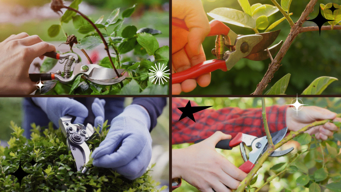 How to Prune Plants – The Key to Healthier Growth!