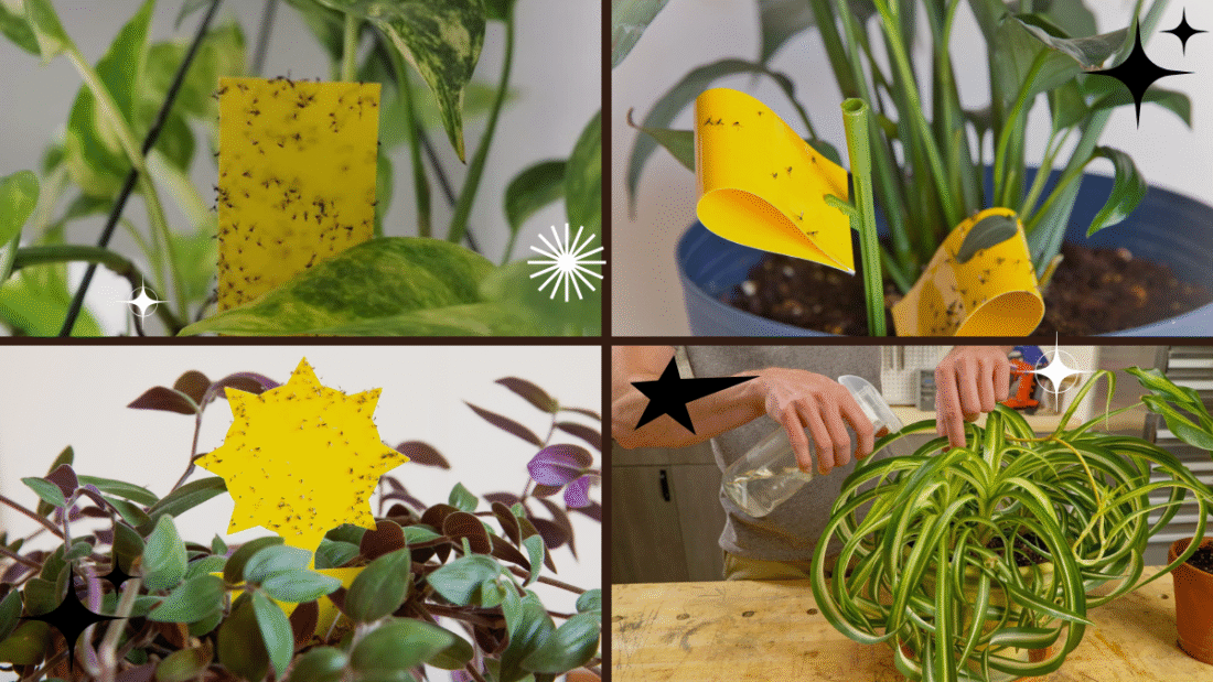 How to Remove Gnats from Plants – Restore Your Plant's Beauty!