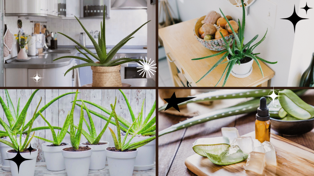 How to Replant an Aloe Plant – Keep Your Healing Garden Growing!