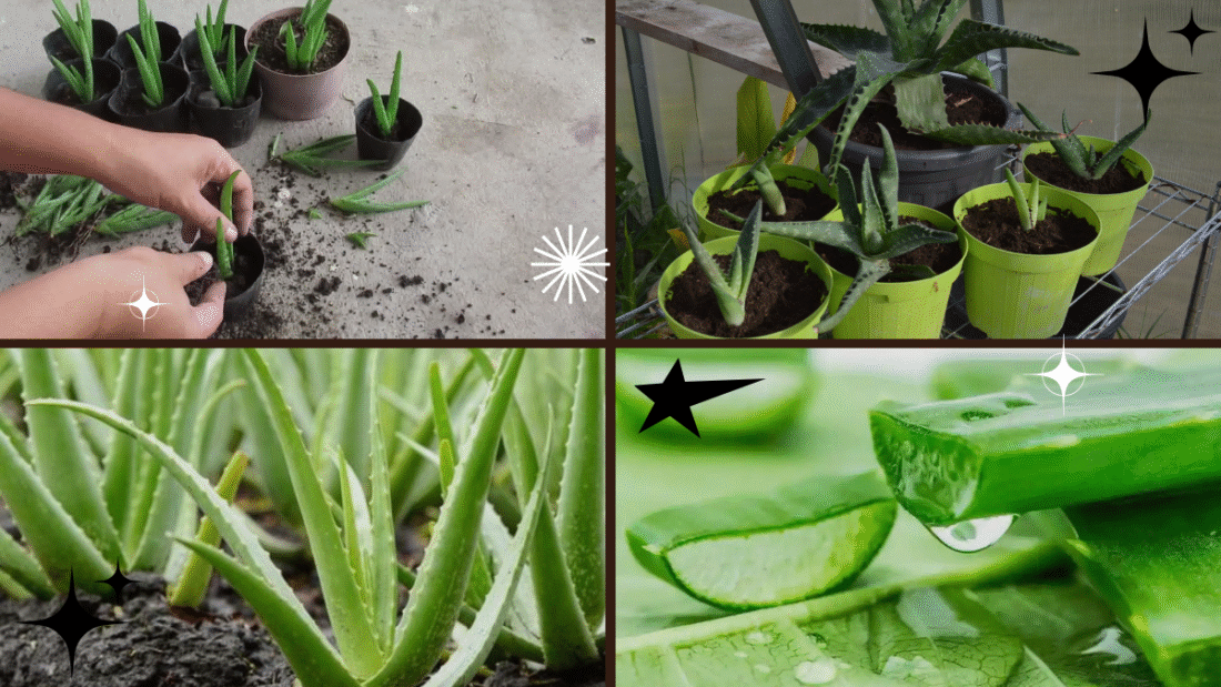 How to Repot an Aloe Vera Plant – Nurture Nature’s Healer!