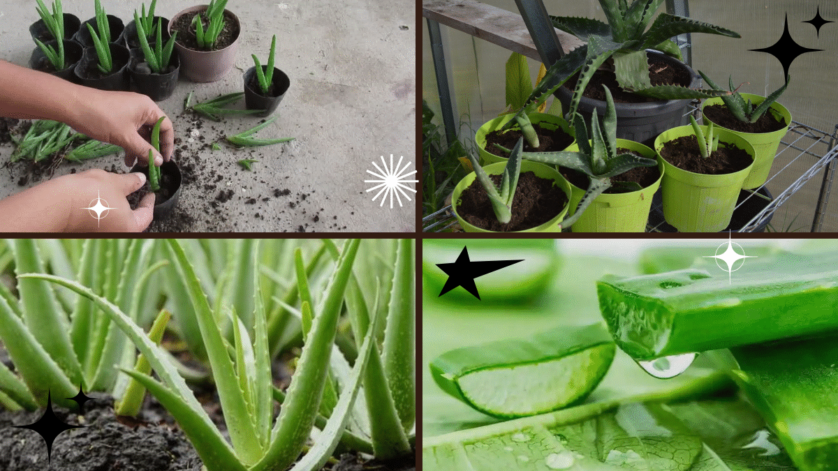 How to Repot an Aloe Vera Plant – Nurture Nature’s Healer!