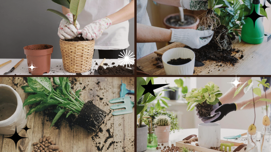 How to Repot Plants – Give Your Green Friends a New Home!