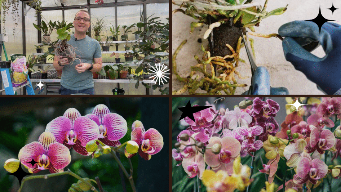 How to Revive an Orchid Plant – Bring Back Its Stunning Beauty!