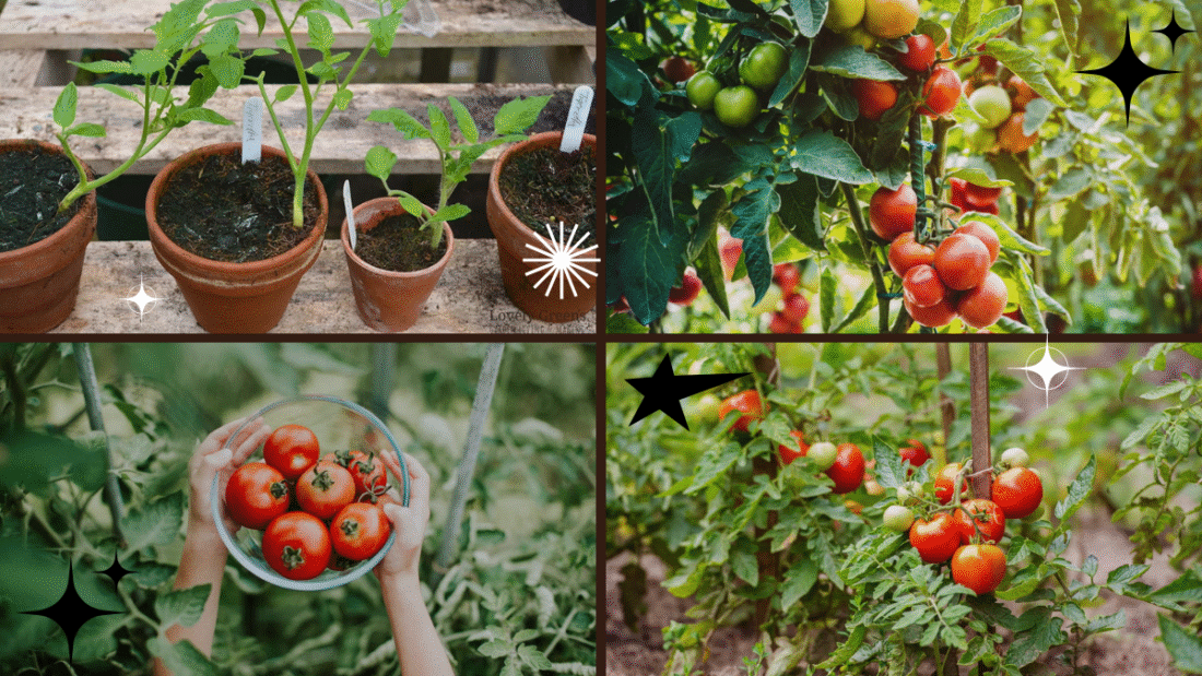 How to Stake Tomato Plants – Grow Juicy Fruits with Ease!