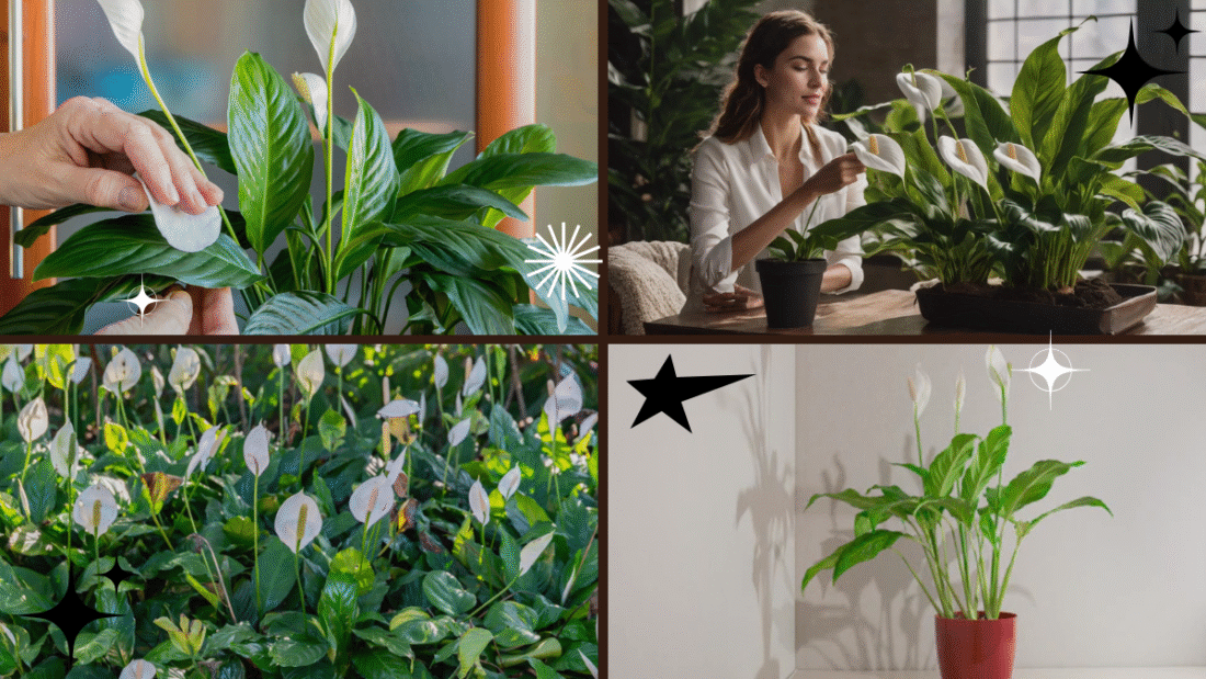 How to Take Care of a Peace Lily Plant – Add Serenity to Your Space!