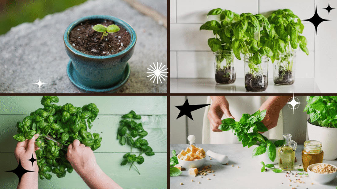 How to Take Care of a Basil Plant – Fresh Flavors at Your Fingertips!