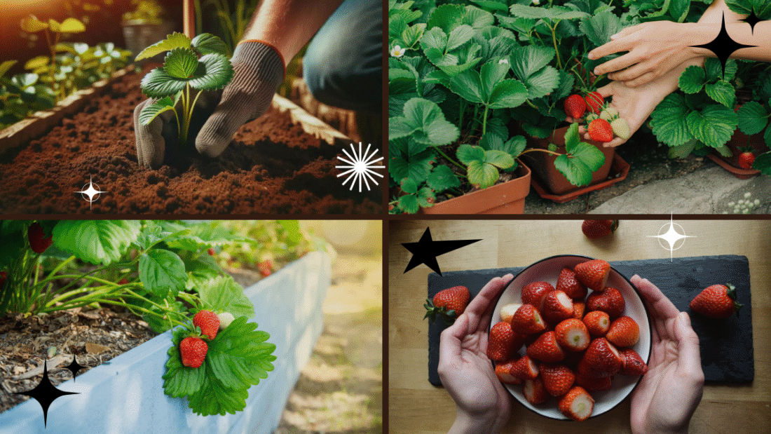 How to Take Care of Strawberry Plants – A Sweet Reward Awaits!