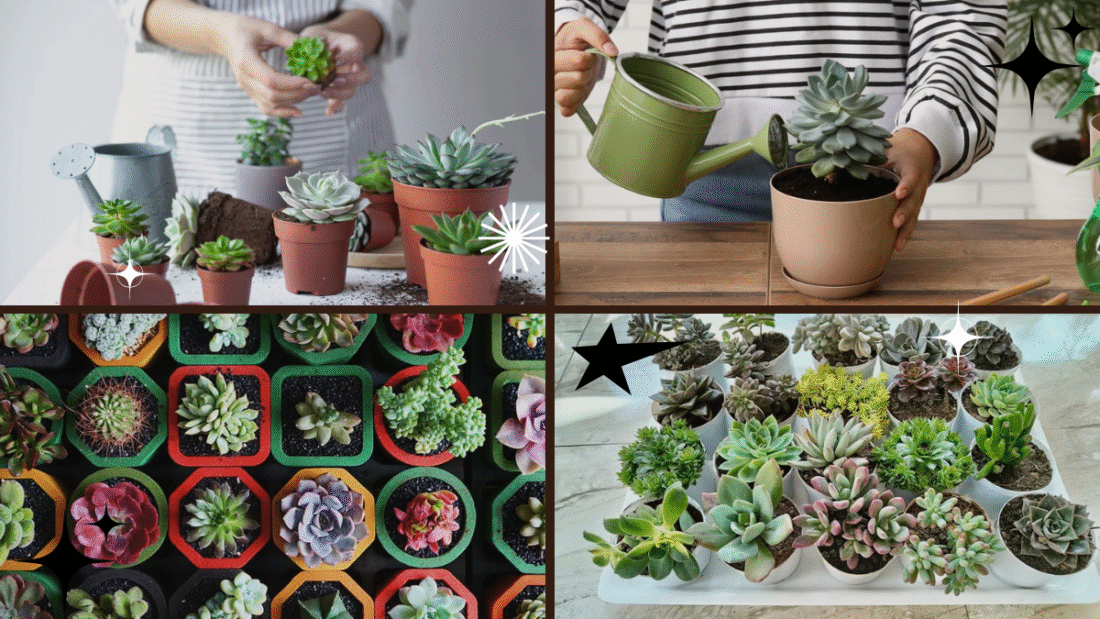 How to Take Care of Succulent Plants – Keep Your Indoor Oasis Thriving!