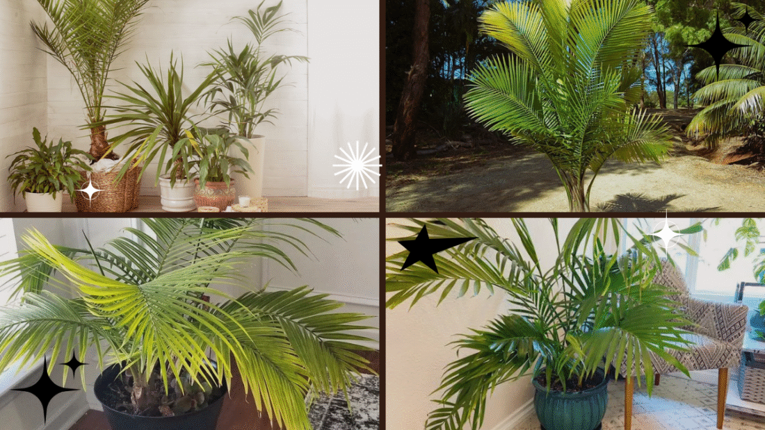 How to Water Plants When Away – Keep Your Garden Hydrated!