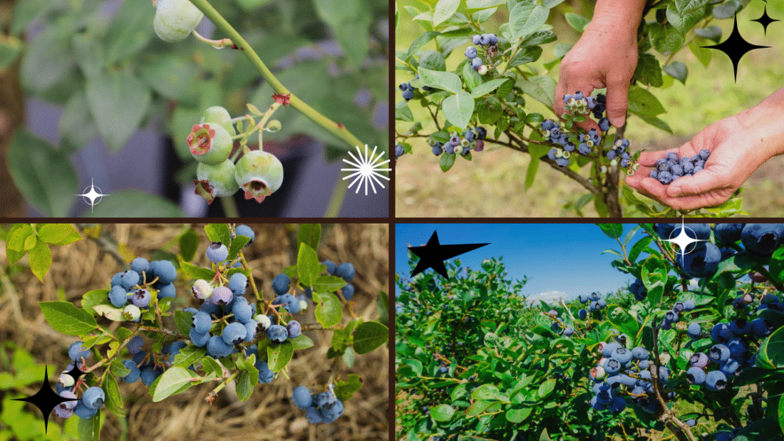 Blueberries: How to Plant – Enjoy Nature’s Superfood!
