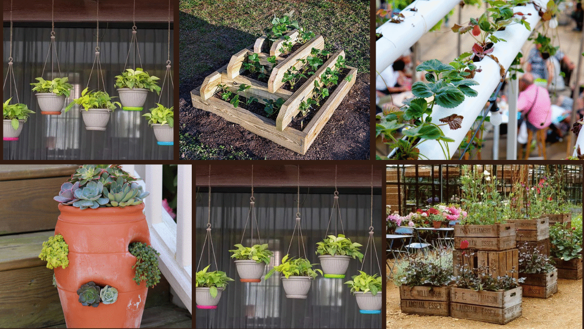10 Creative Strawberry Planter Ideas to Grow Fresh Berries