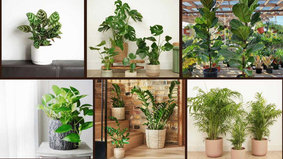 8 Trendy House Plant Ideas to Beautify Your Home