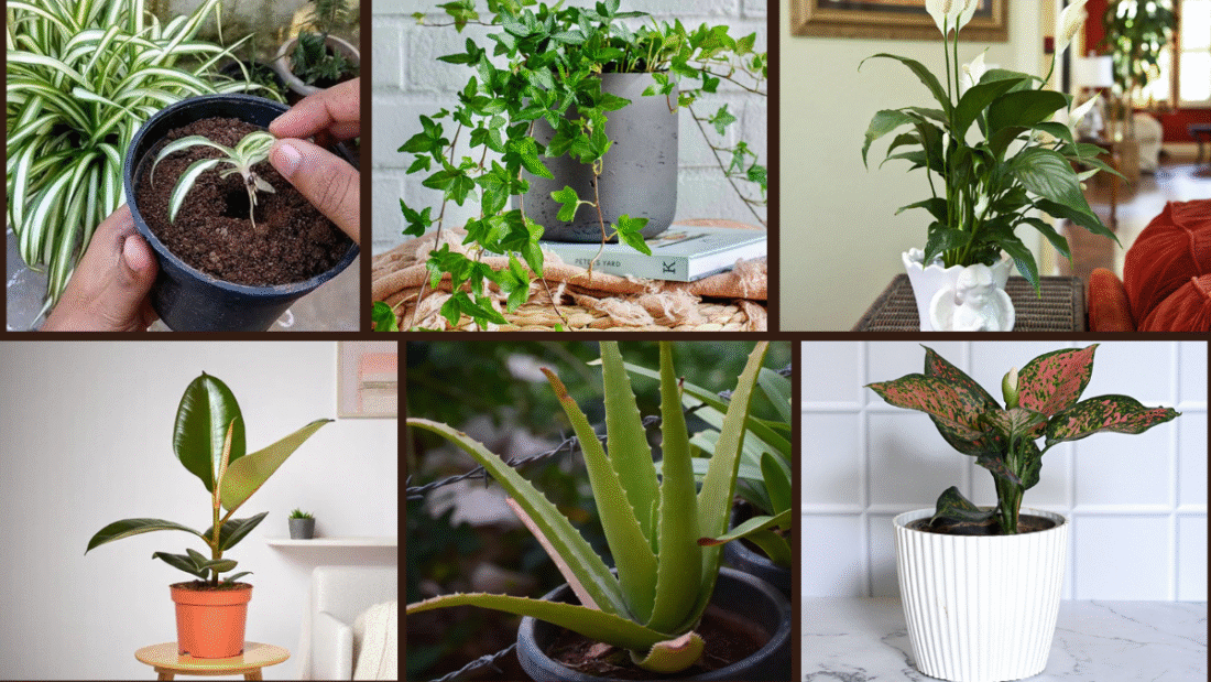 7 Indoor Plant Ideas for a Fresh and Natural Look