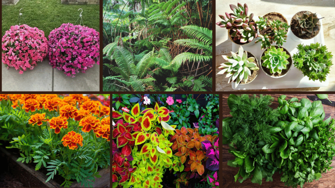 7 Plant Ideas for Containers for Versatile Displays