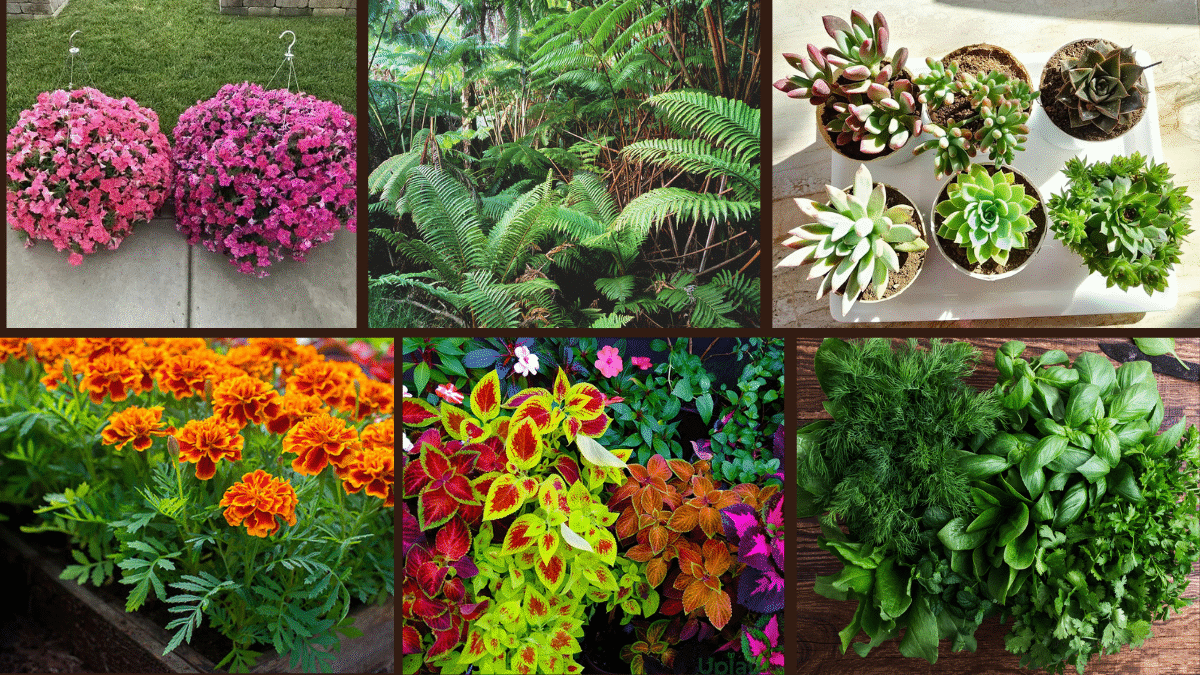 7 Plant Ideas for Containers for Versatile Displays