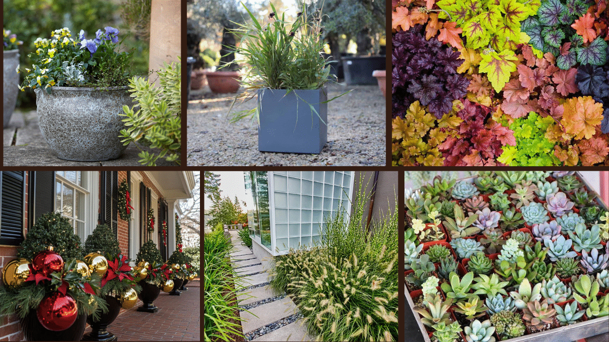 Winter Planter Ideas for a Colorful Cold Season Garden