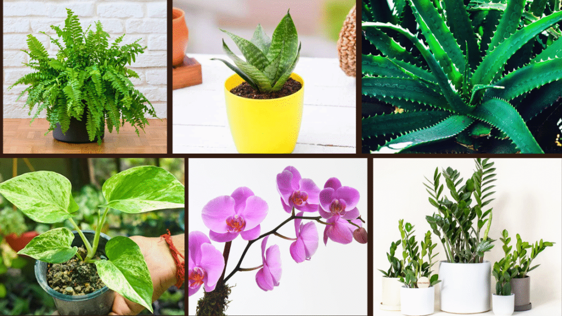 7 Bathroom Plant Ideas for a Fresh Look