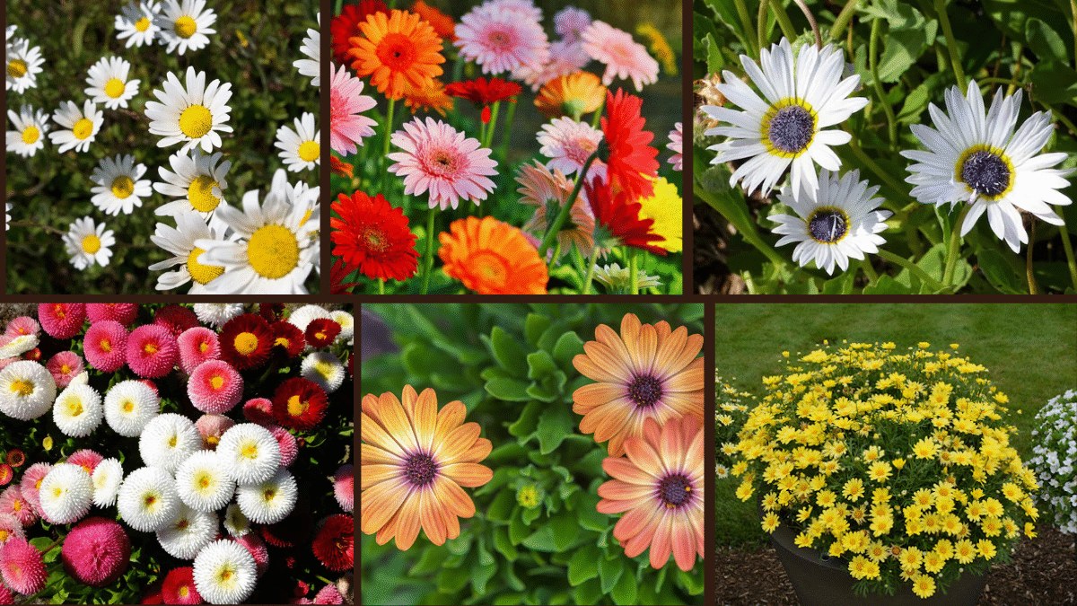 8 Types of Daisies for Every Garden Style