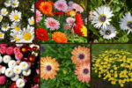 8 Types of Daisies for Every Garden Style