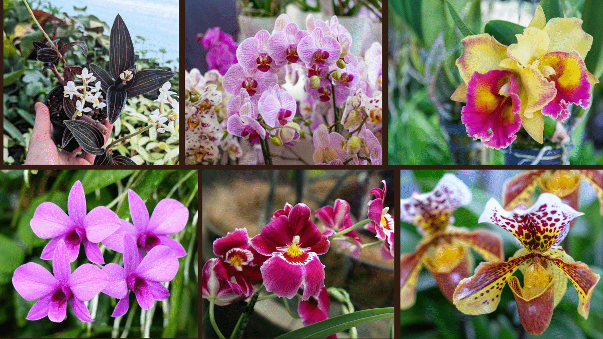 9 Orchid Varieties for Your Home Garden