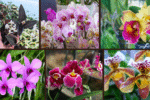 9 Orchid Varieties for Your Home Garden