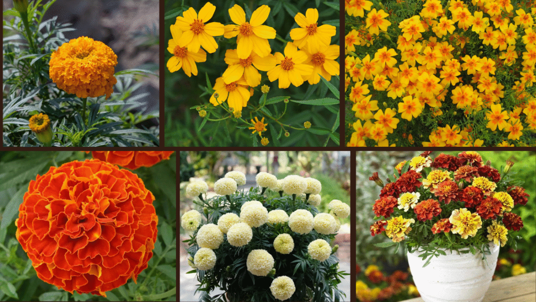 9 Types of Marigolds for a Vibrant Landscape