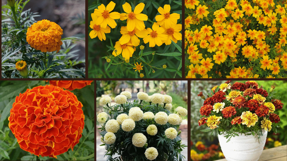 9 Types of Marigolds for a Vibrant Landscape