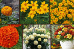 9 Types of Marigolds for a Vibrant Landscape