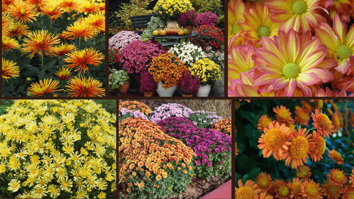 6 Chrysanthemums to Add Color to Your Garden