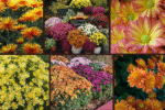 6 Chrysanthemums to Add Color to Your Garden