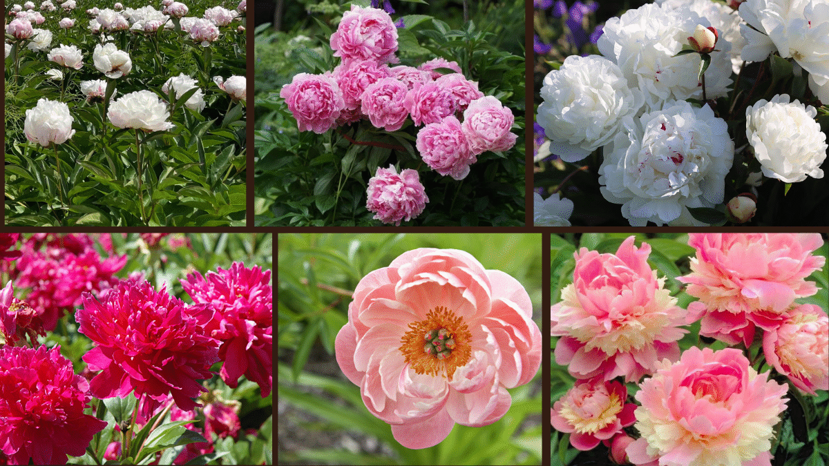 10 Types of Peonies for a Classic Garden Look