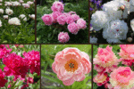 10 Types of Peonies for a Classic Garden Look