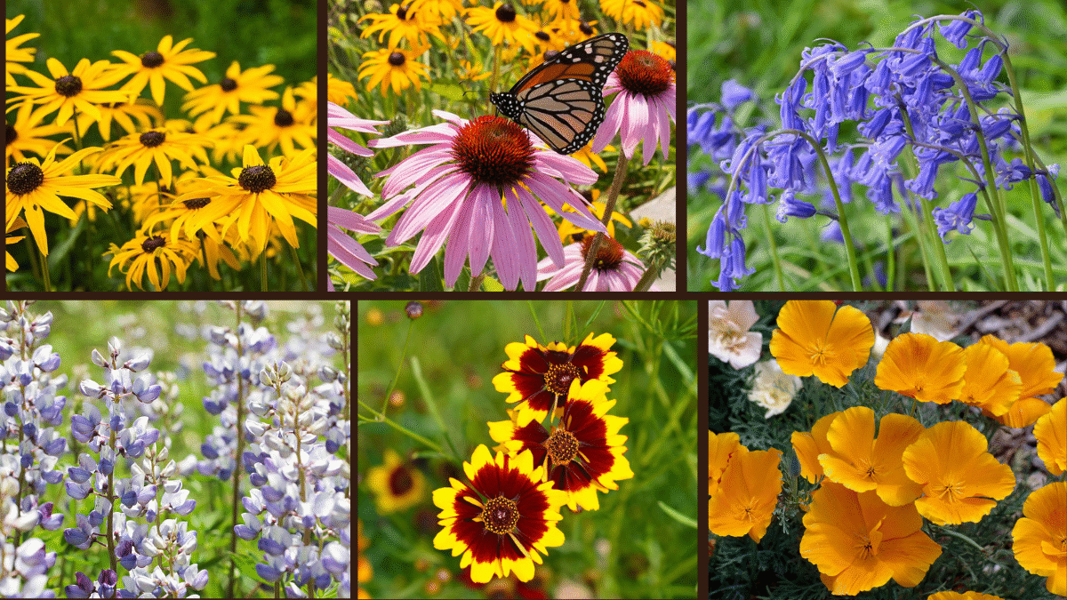 6 Wildflowers to Transform Your Garden