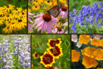 6 Wildflowers to Transform Your Garden