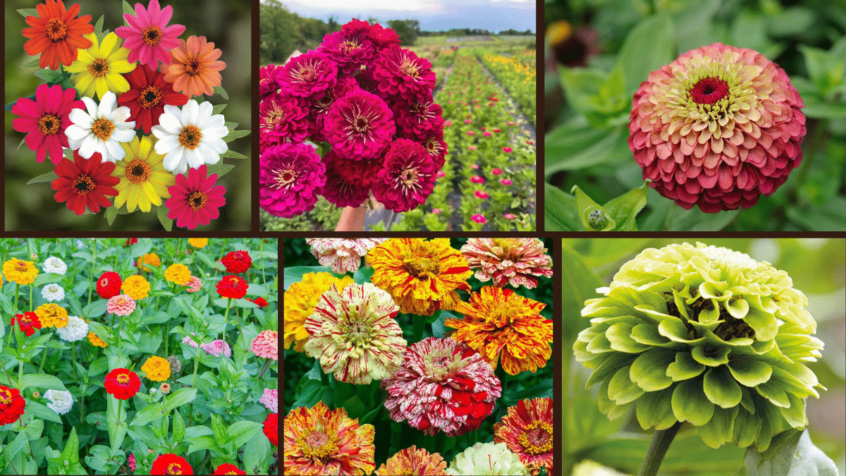 8 Best Zinnias to Enhance Your Garden