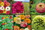 8 Best Zinnias to Enhance Your Garden