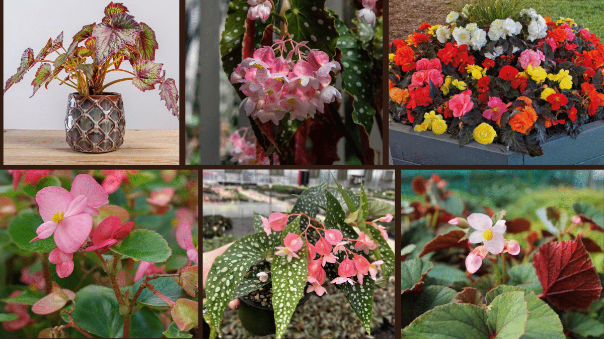6 Begonia Varieties for Shade Gardens