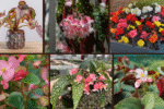 6 Begonia Varieties for Shade Gardens