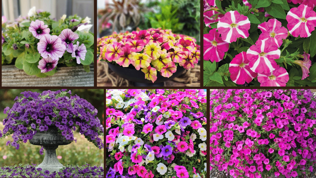 6 Types of Petunias to Make Your Garden Pop