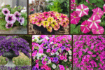 6 Types of Petunias to Make Your Garden Pop