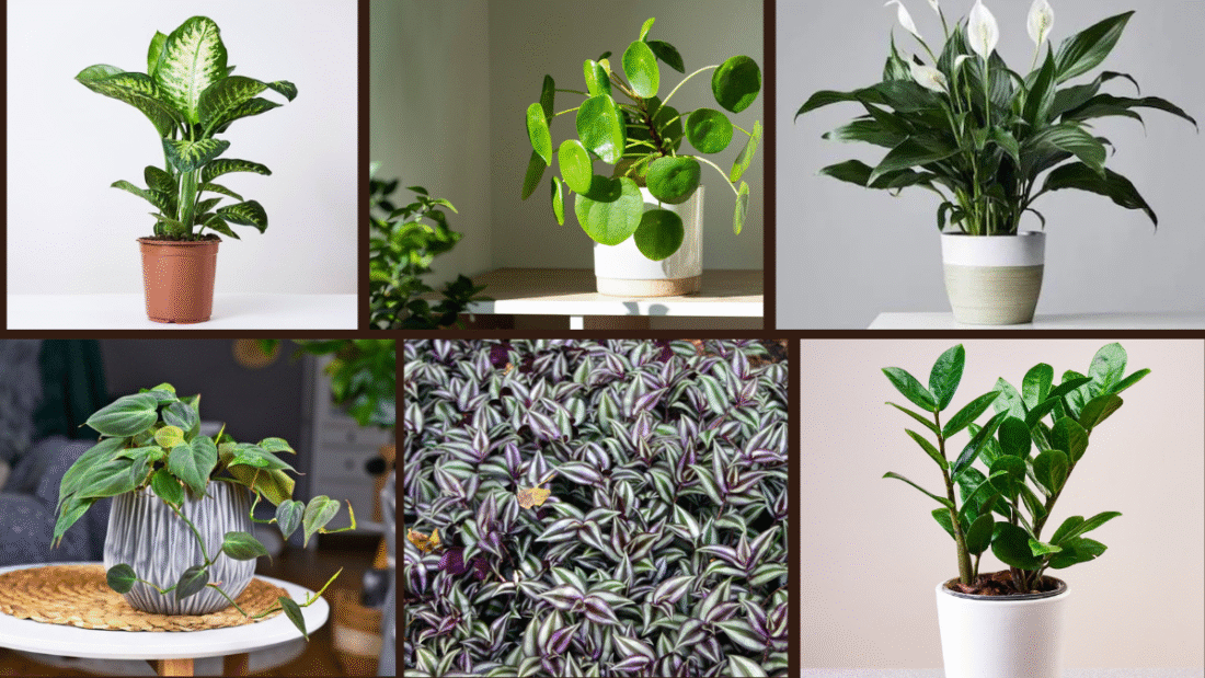 10 Fast-Growing Indoor Plants for Instant Greenery
