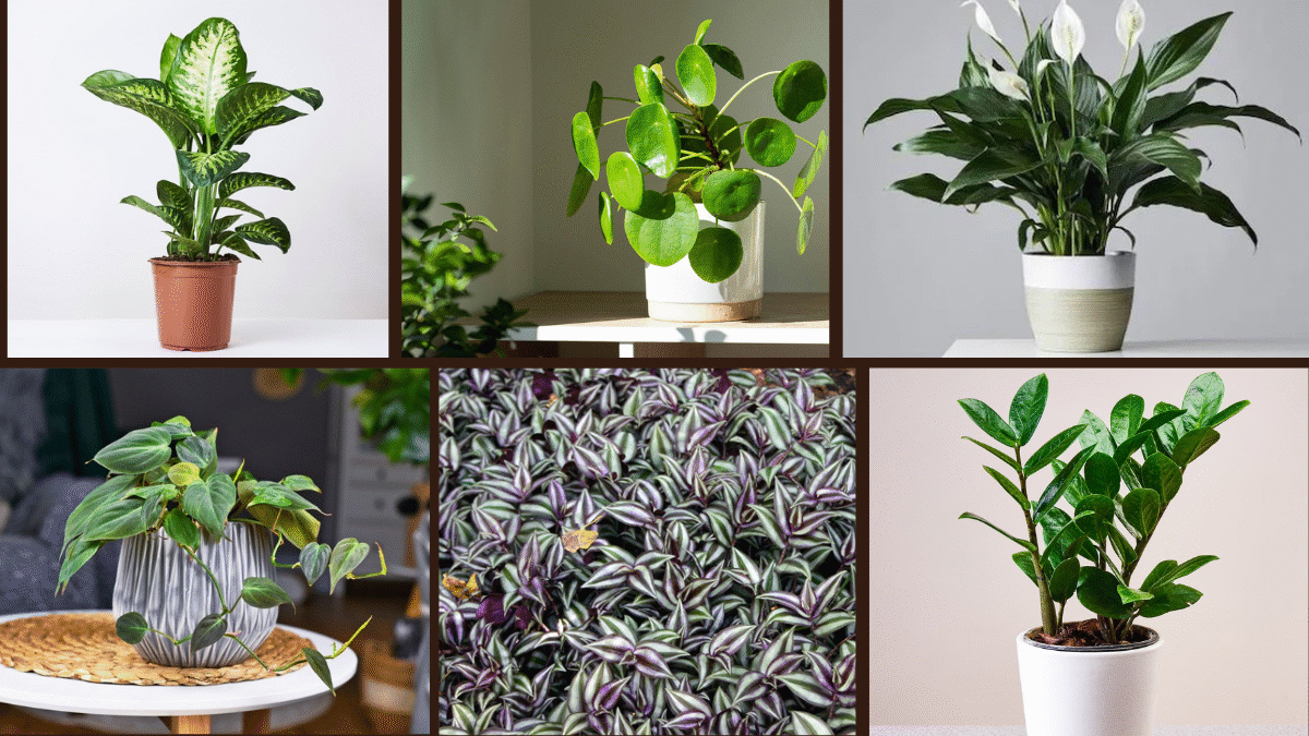10 Fast-Growing Indoor Plants for Instant Greenery