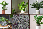 10 Fast-Growing Indoor Plants for Instant Greenery